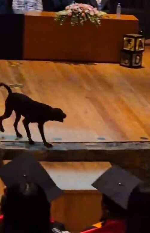 校犬站在講台前對著台下畢業生接連大聲吠叫,好像也想對畢業生發表演說,又如為一眾畢業生送上祝福。(X)