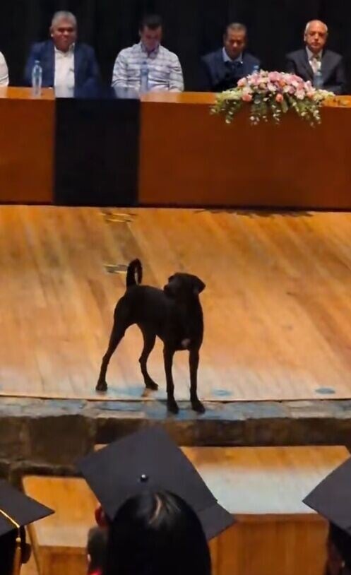 校犬站在講台前對著台下畢業生接連大聲吠叫,好像也想對畢業生發表演說,又如為一眾畢業生送上祝福。(X)