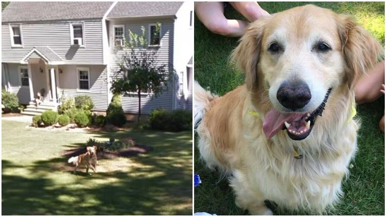 Google街景搜老家，女子驚見已逝愛犬快樂狂奔秒淚崩。(TikTok)