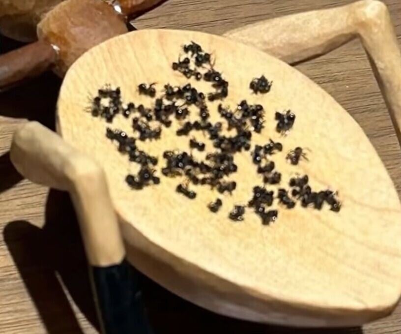 南韓米芝蓮餐廳用黑蟻裝飾雪葩