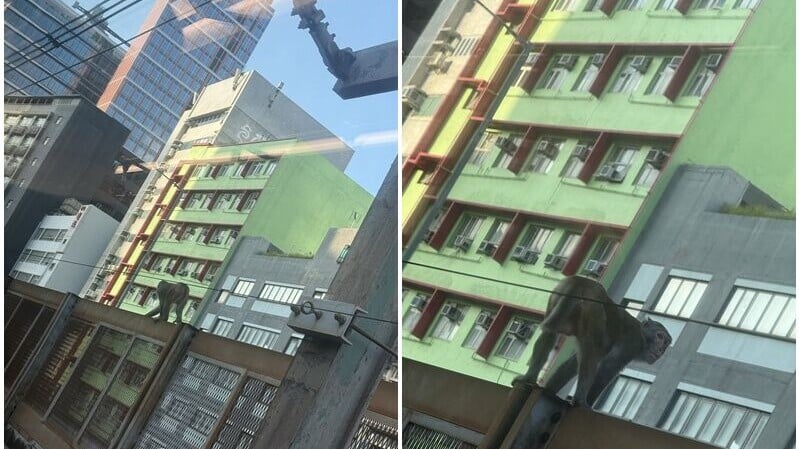 九龍灣站附近猴子闖路軌，觀塘綫一度列車慢駛。(資料圖片)
