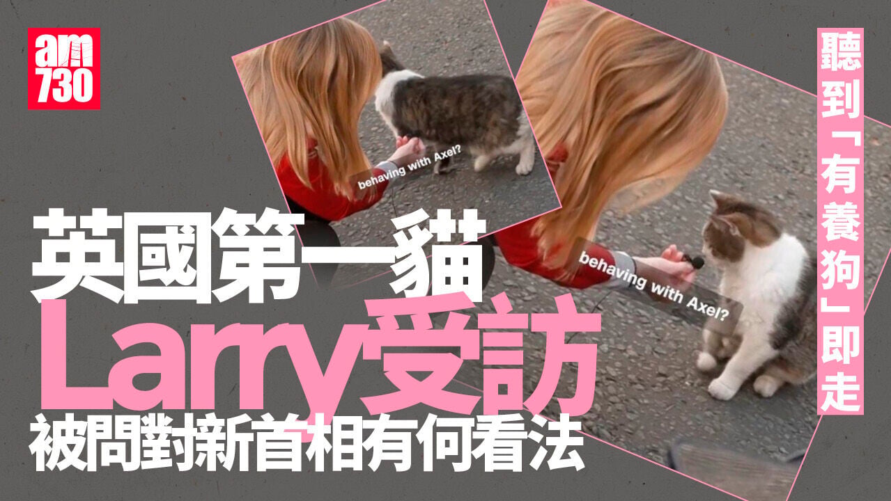 英國第一貓受訪　聞一字即轉身走笑翻網民(有片)