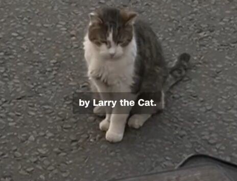 CNN記者Anna Stewart於20日在眾目睽睽下當街攔截 Larry進行一次簡短訪問。(IG)