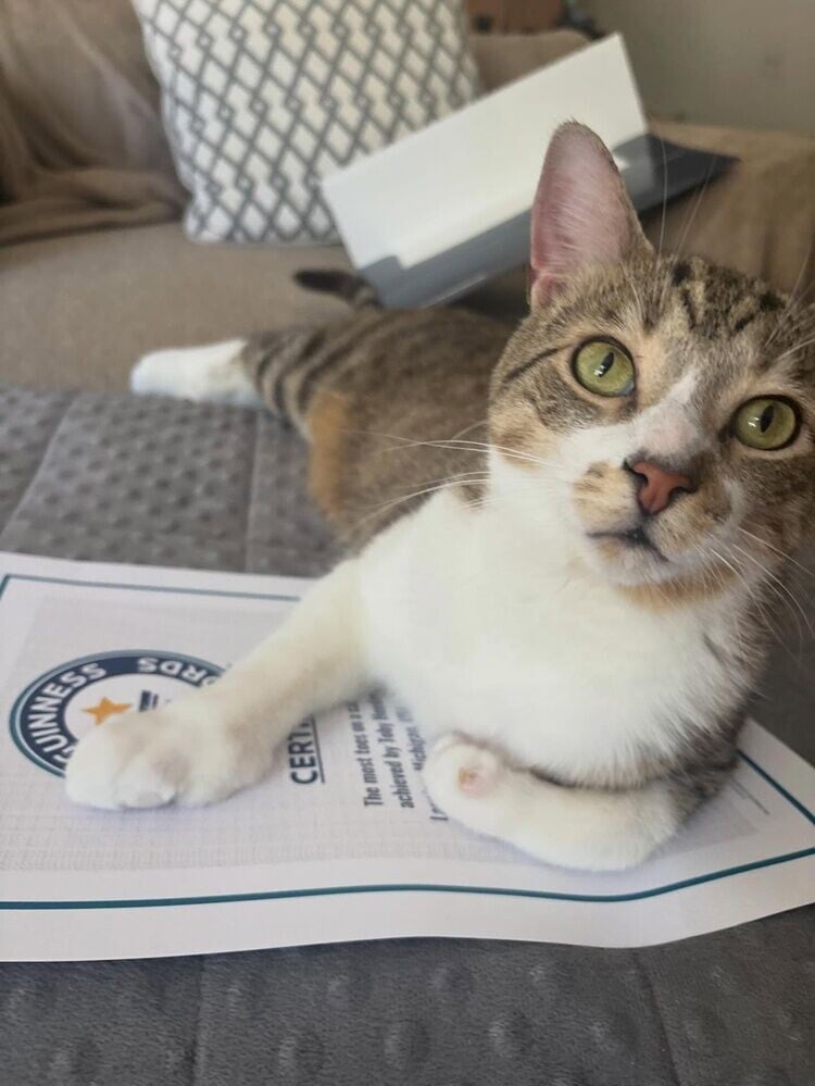 飼主:除了修甲時間較長,Toby與一般貓咪無異。(IG)
