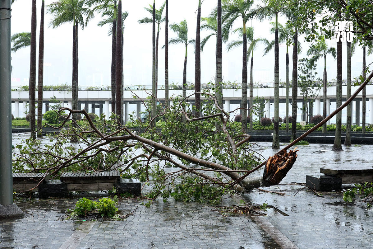 紅霞襲港期間,尖沙咀碼頭一帶風力強勁。(林俊源攝)