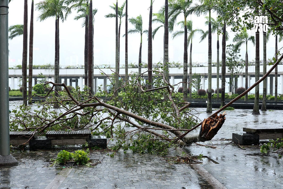 紅霞襲港期間,尖沙咀碼頭一帶風力強勁。(林俊源攝)