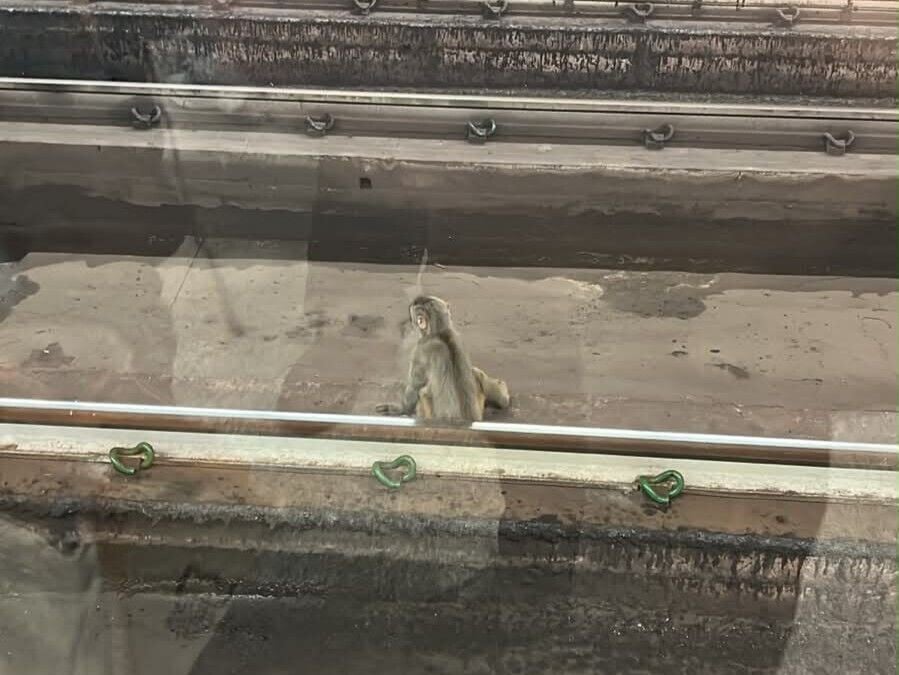 荃灣站附近猴子闖路軌,荃灣綫列車服務需調整。(Threads)