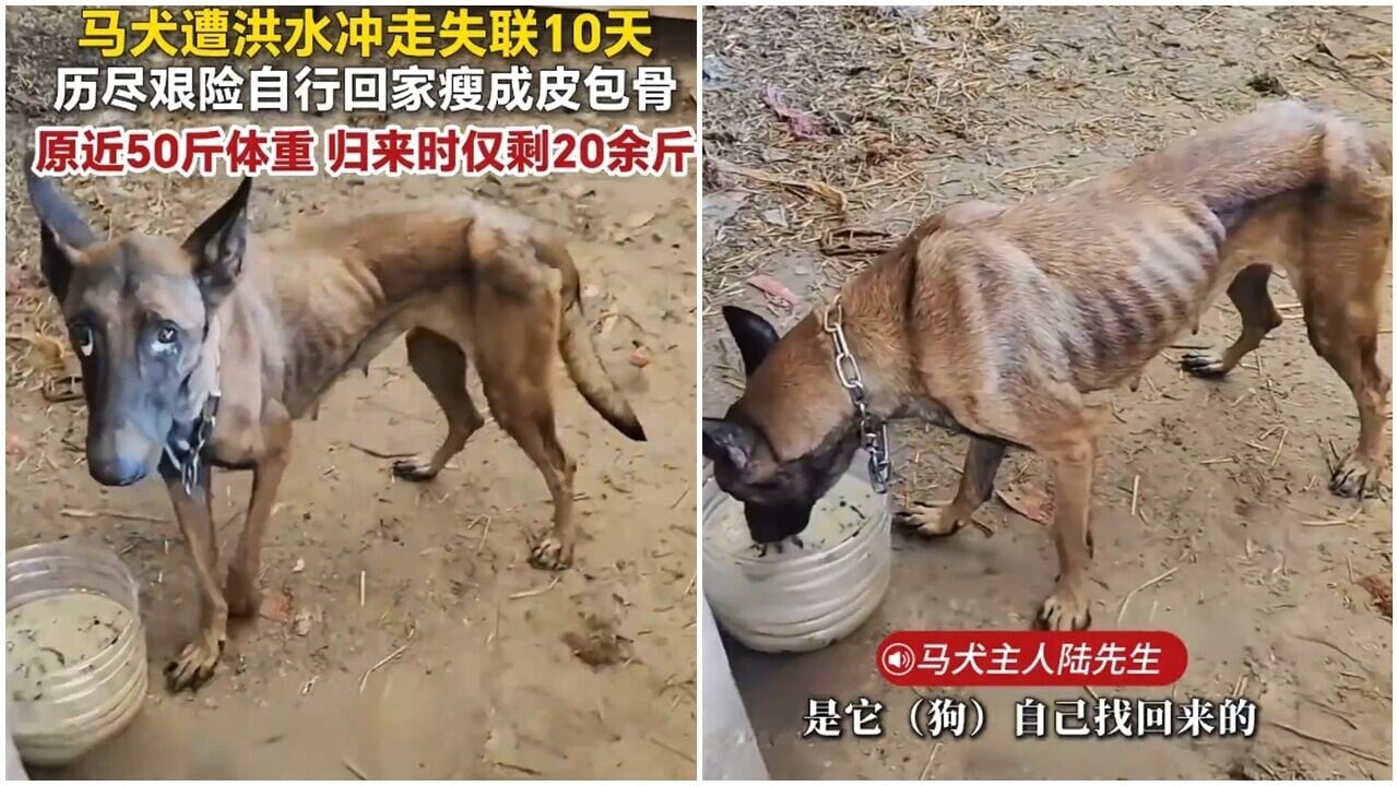 狗狗被洪水沖走10天，暴瘦30斤奇蹟回家，網民感動：是忠犬。(微博)