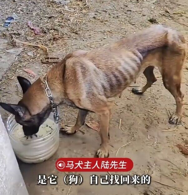 陸先生續說,戰狼現時虛弱不堪,不敢一次性餵飽:「先煮了稀飯,給牠吃了幾塊肉,慢慢調養」。(微博)