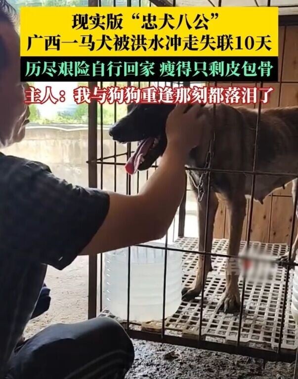 陸先生說:「不知道牠被沖了多遠,今天回到家看到牠的那一刻,牠一直流著淚,我也一直流著淚,牠竟然自己找回來了。」(微博)