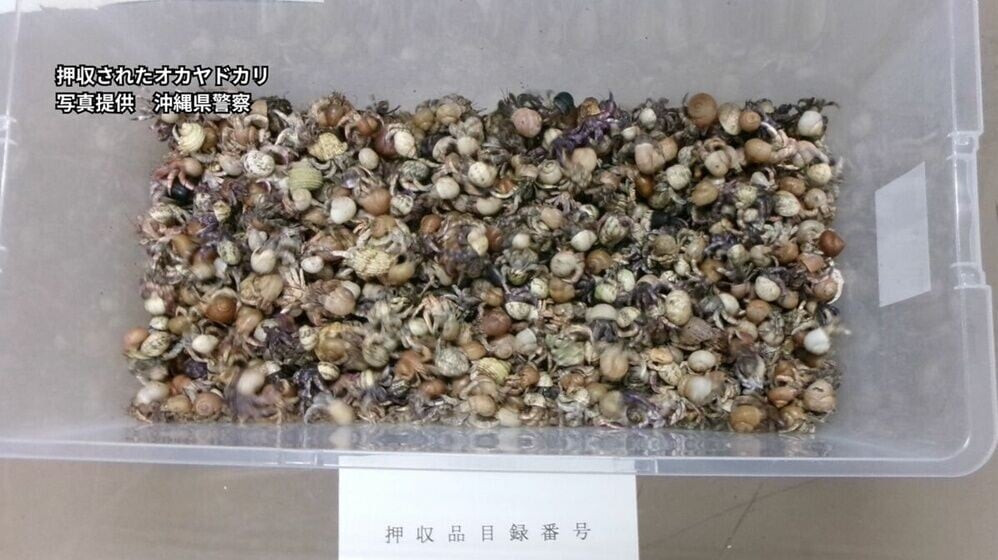 3中國男子在沖繩被捕，涉盜運4163隻寄居蟹。(YouTube)