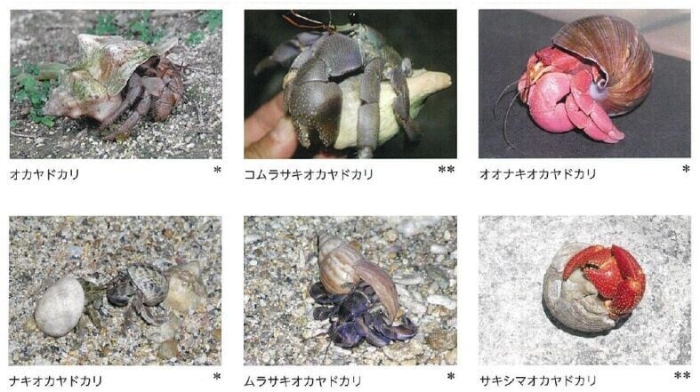 沖繩陸寄居蟹種類介紹。(沖繩縣政府官網)
