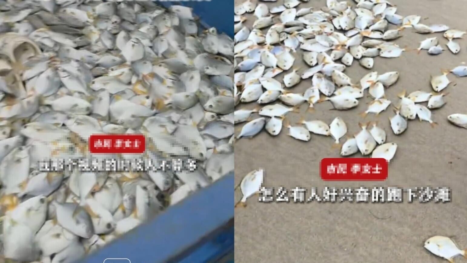 惠州一處海灘出現大量金鯧魚。（圖／翻攝荔枝新聞）