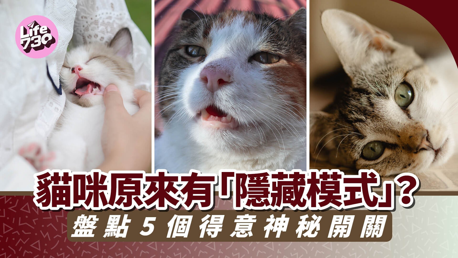 貓咪原來有「隱藏模式」？盤點5個得意神秘開關