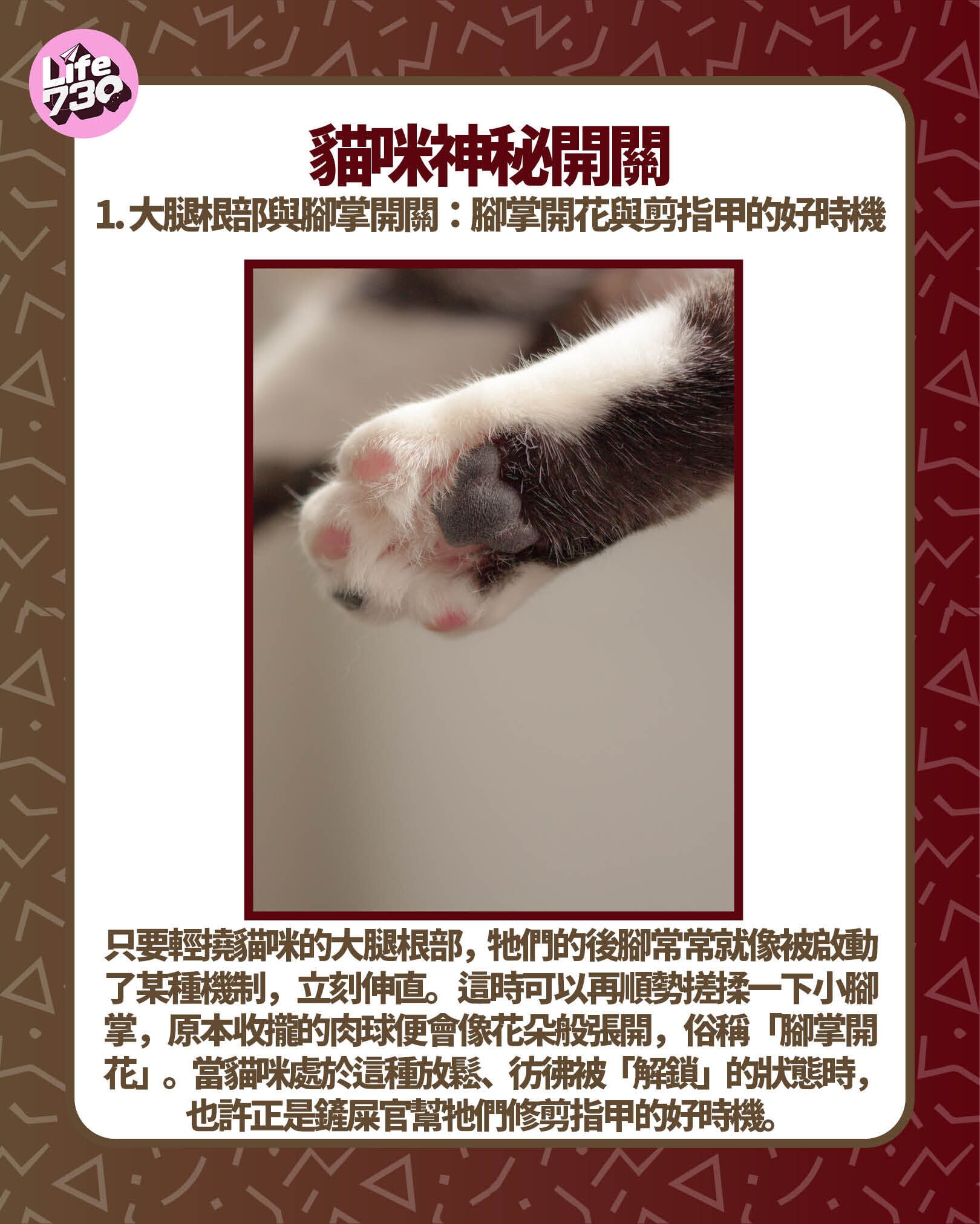 貓咪神秘開關1. 大腿根部與腳掌開關:腳掌開花與剪指甲的好時機
