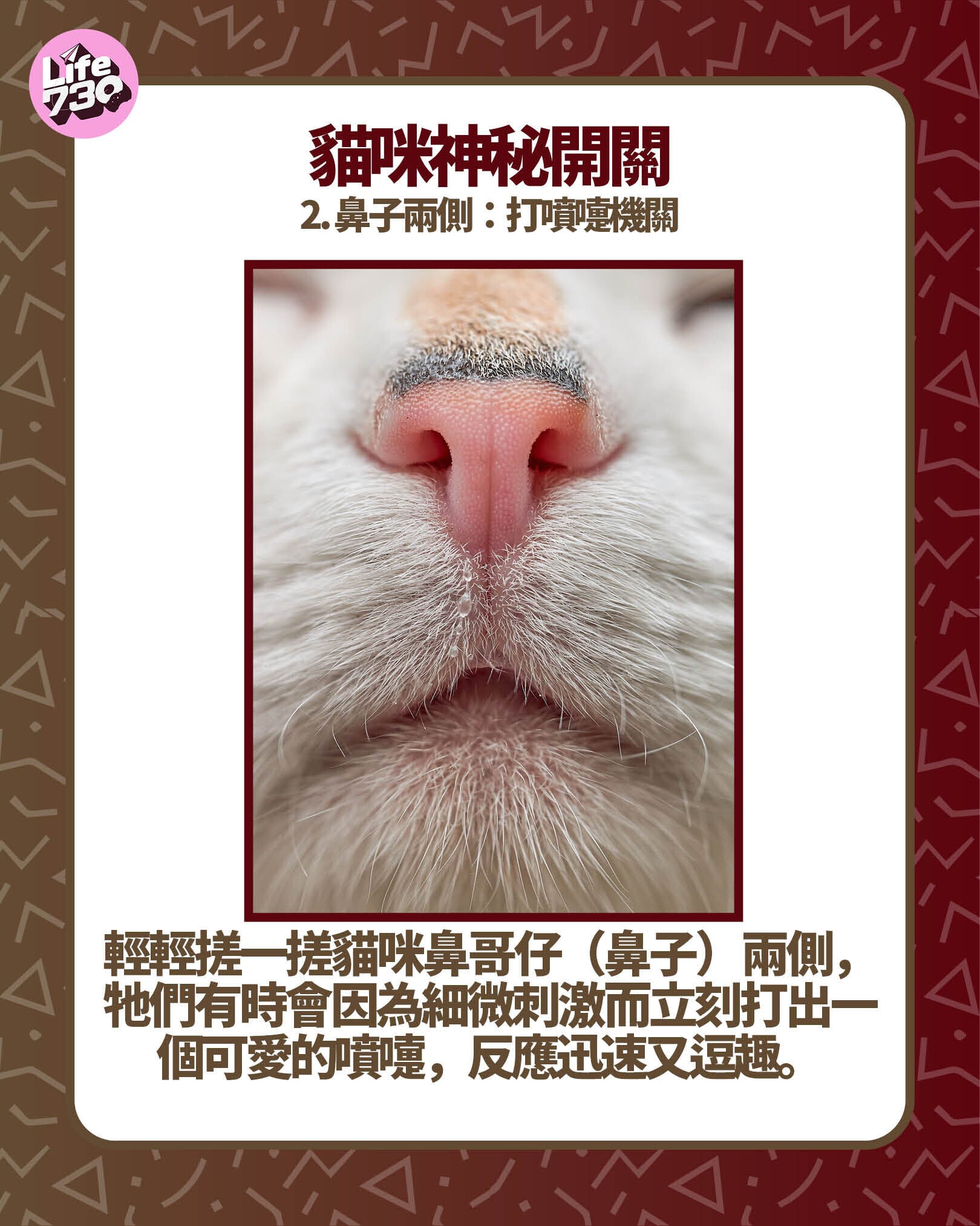 貓咪神秘開關2. 鼻子兩側:打噴嚏機關