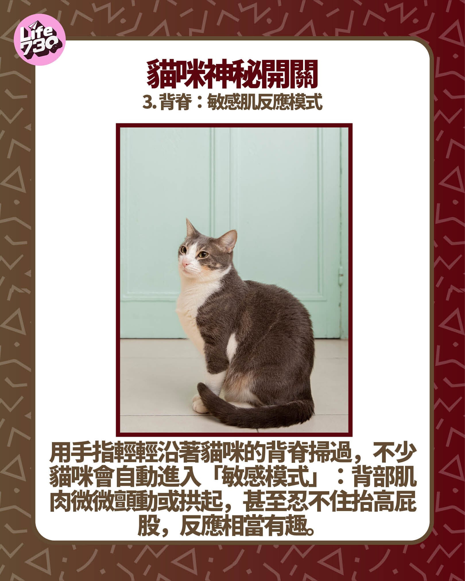 貓咪神秘開關3. 背脊:敏感肌反應模式