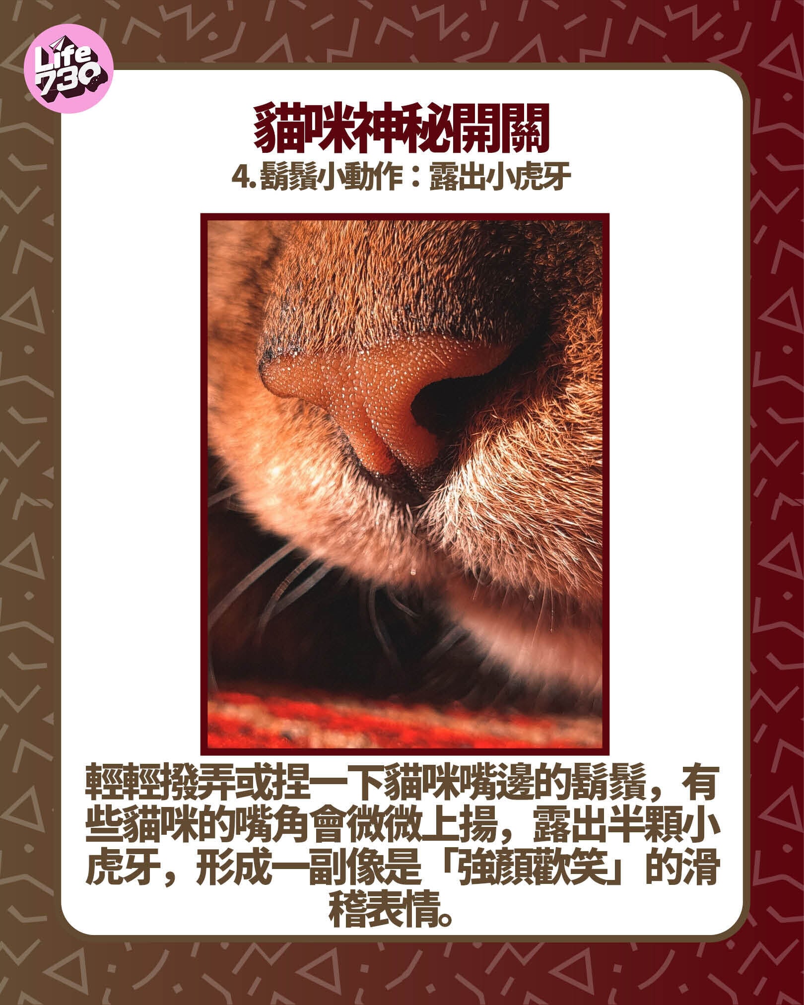 貓咪神秘開關4. 鬍鬚小動作:露出小虎牙