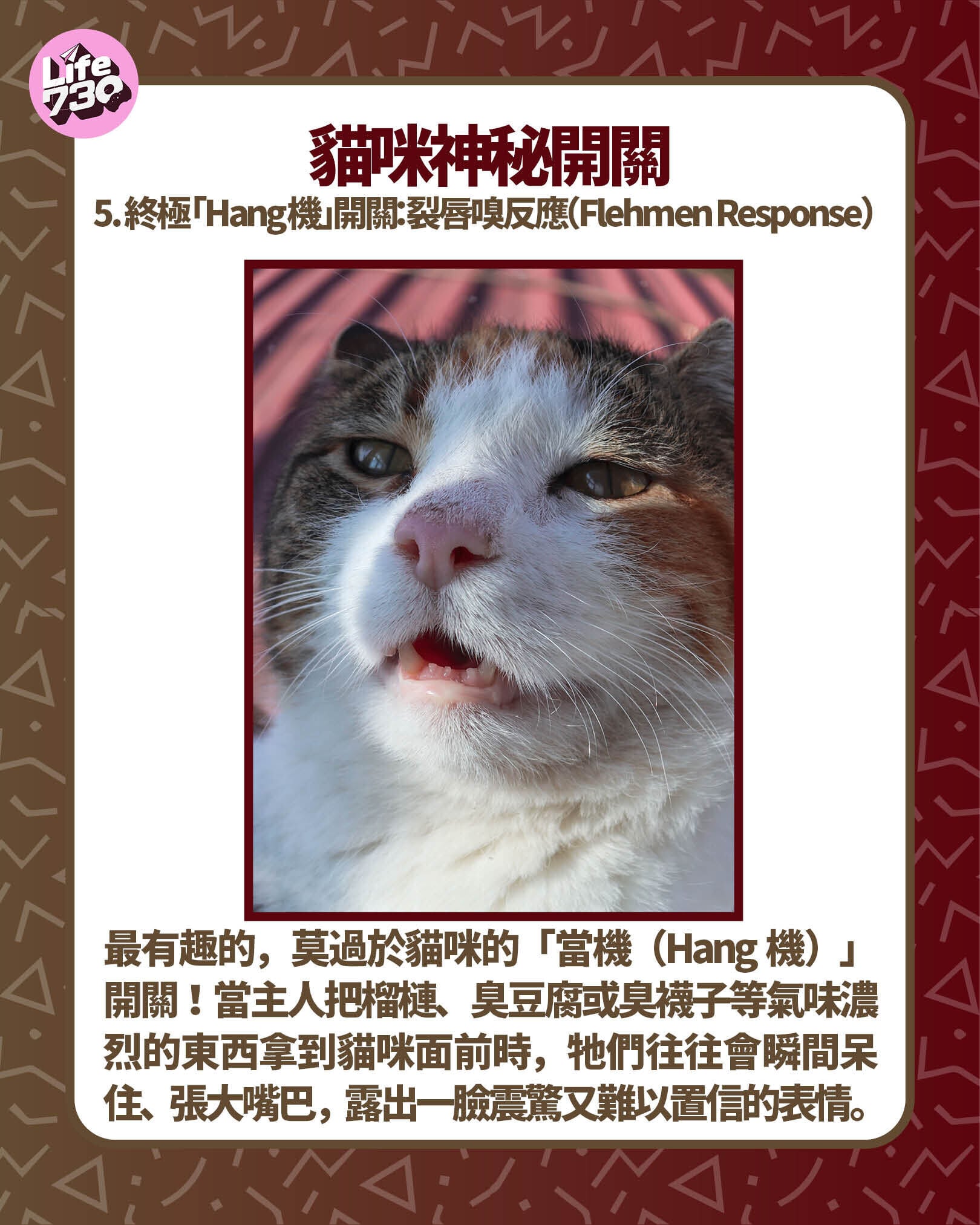 貓咪神秘開關5. 終極「Hang機」開關:裂唇嗅反應(Flehmen Response)
