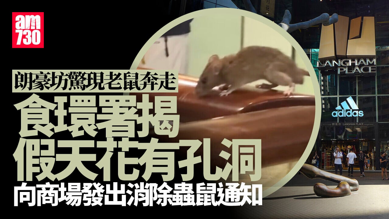 旺角朗豪坊現鼠跡假天花有孔洞　食環署向商場發出消除蟲鼠通知 (有片)