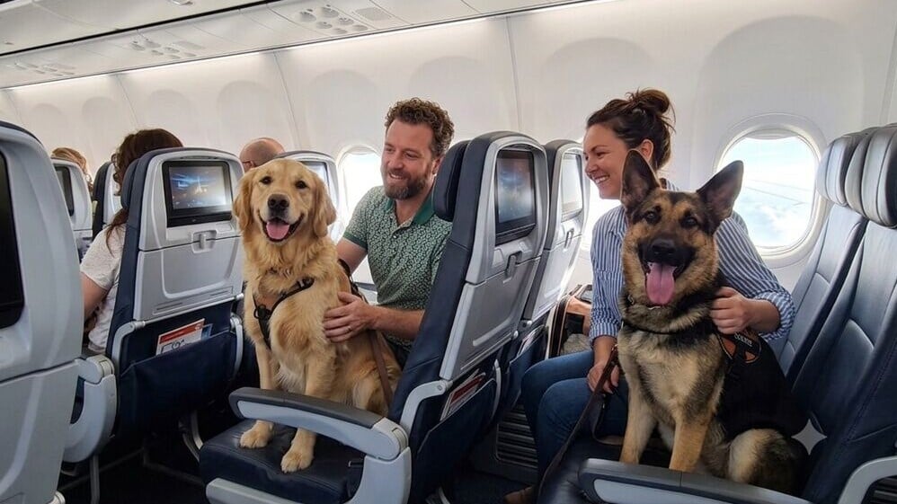 歐洲航空先例，部分大型犬可與主人同艙搭機。(AI圖)