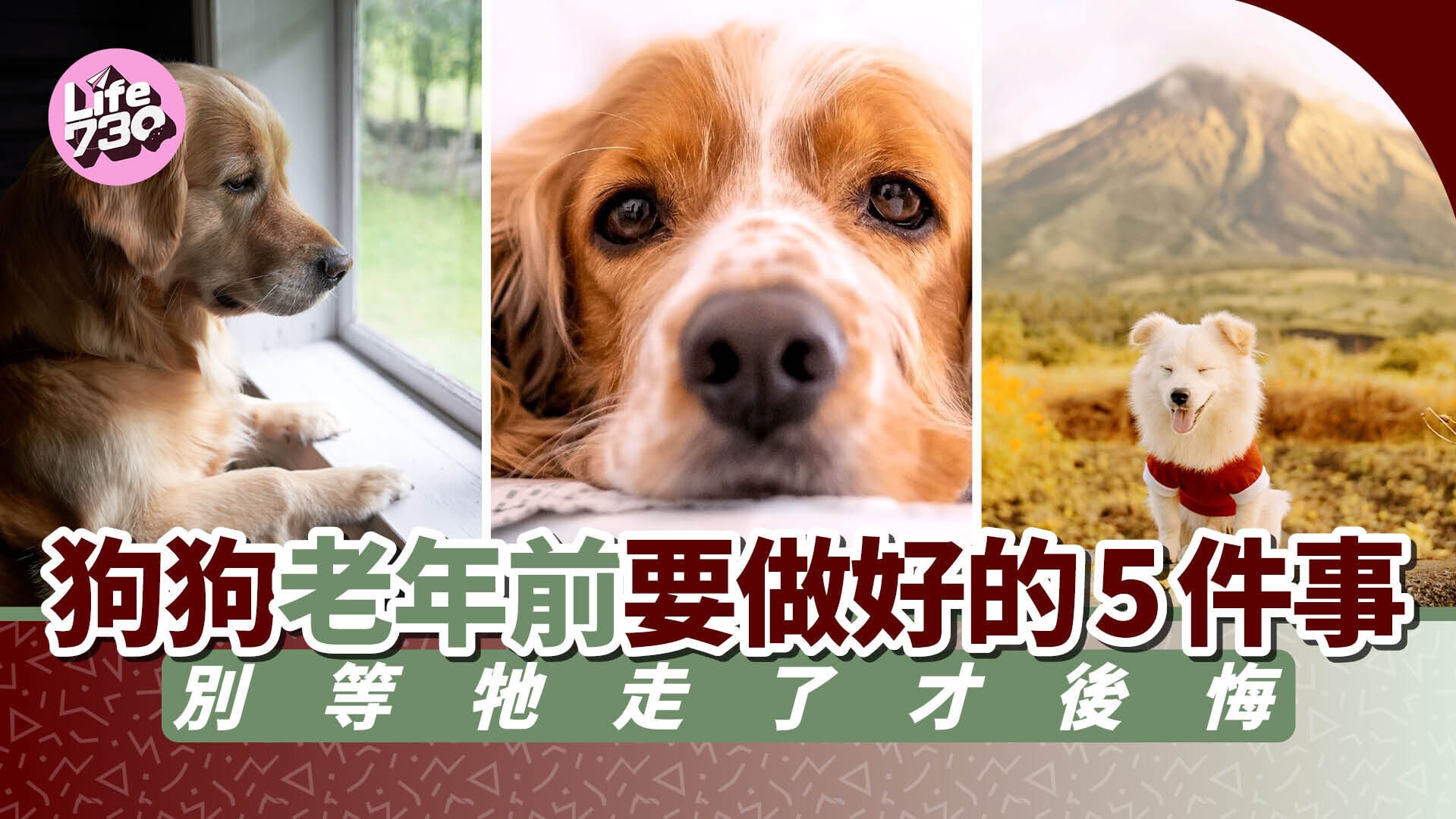 狗狗老年前要做好的5件事　別等牠走了才後悔
