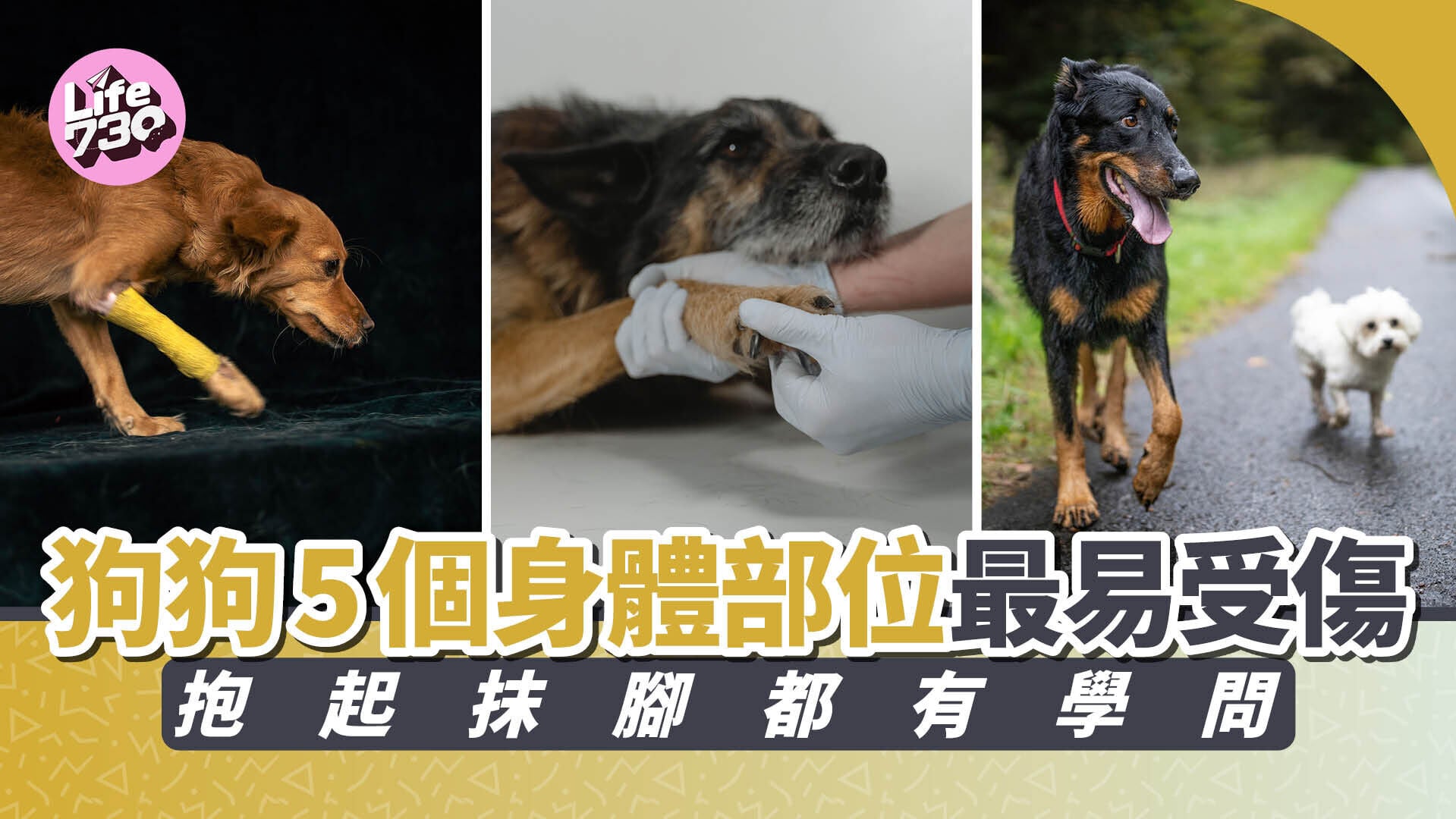狗狗5個身體部位最易受傷　抱起抹腳都有學問