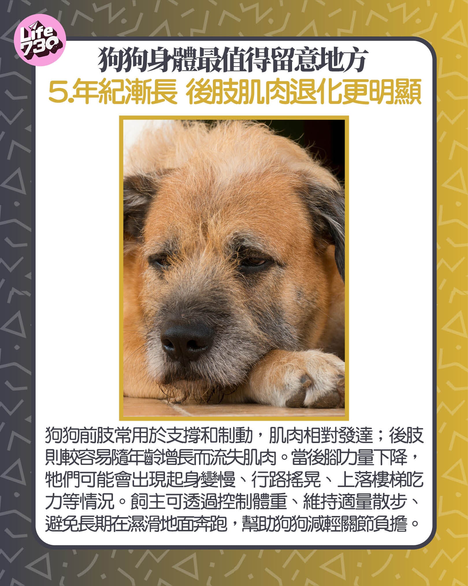 狗狗身體最值得留意地方5. 年紀漸長 後肢肌肉退化更明顯