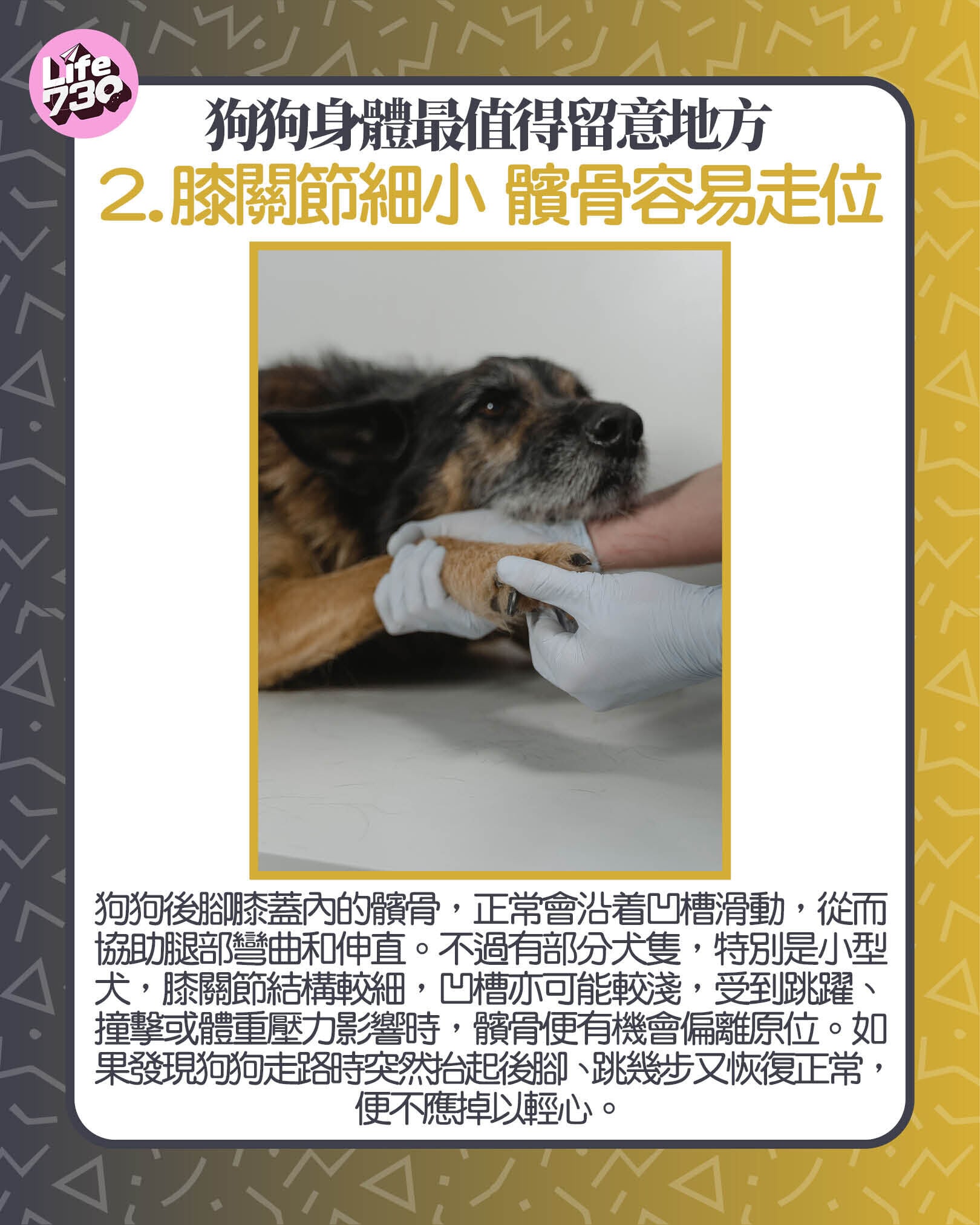 狗狗身體最值得留意地方2. 膝關節細小 髕骨容易走位