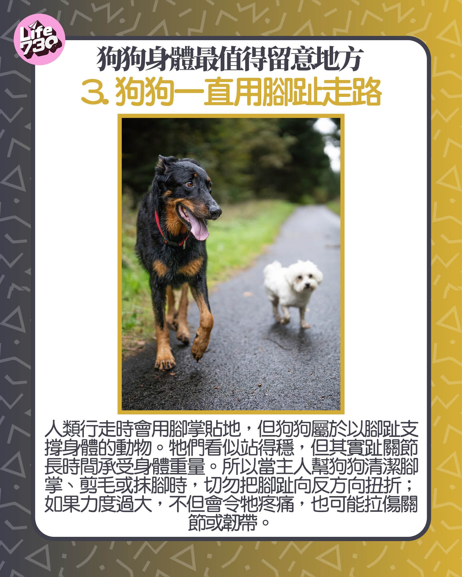 狗狗身體最值得留意地方3. 狗狗一直用腳趾走路