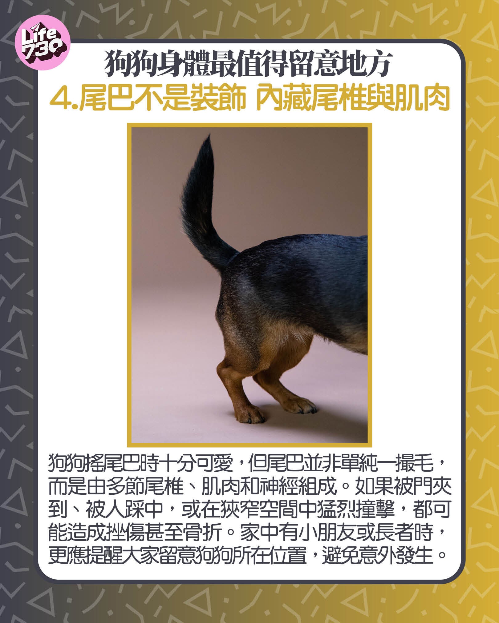 狗狗身體最值得留意地方4. 尾巴不是裝飾 內藏尾椎與肌肉