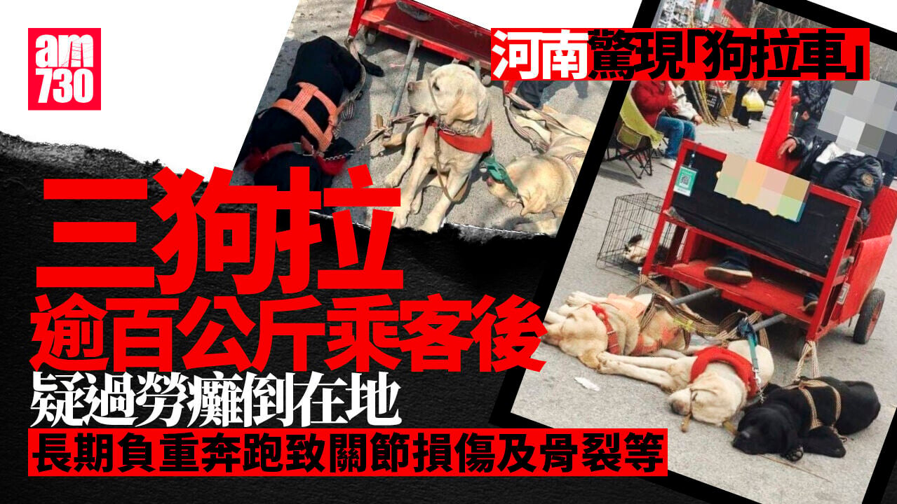 河南3狗拉100公斤乘客　累癱倒地無水飲疑受虐(有片)