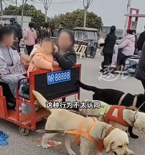 拉著4名乘客,包括兩名成年女子及2名孩童,估計總重量約100公斤,若再加上車體本身重量,3隻狗承受的負荷恐怕更重。(微博)