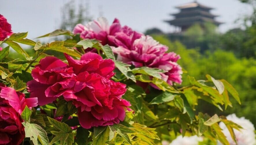 中國國花是甚麼花？很多人答牡丹或梅花