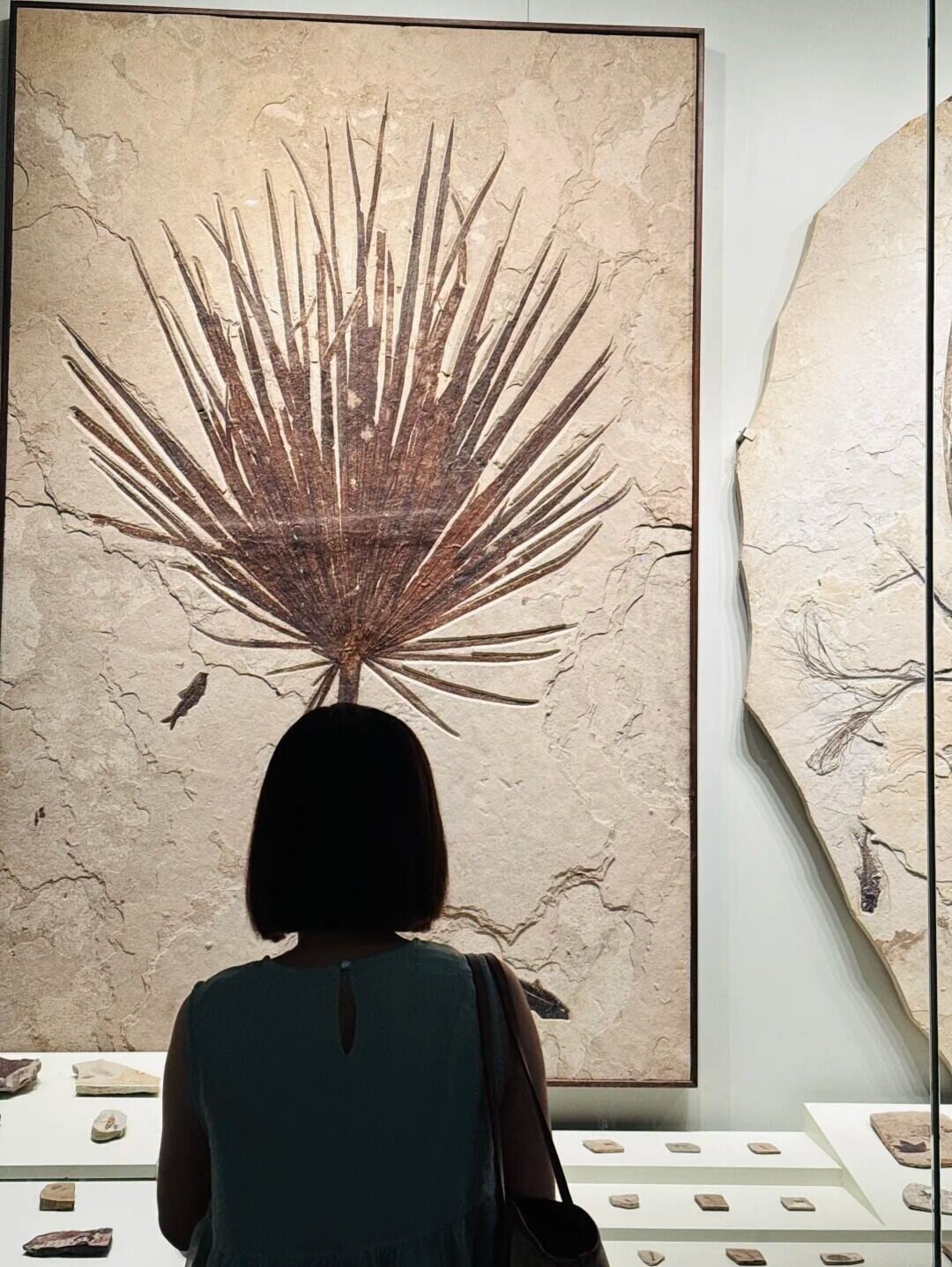 刚去完❗️10万平深圳自然博物馆直接封神❗️ 14 Hugo的生活游记 來自小紅書網頁版