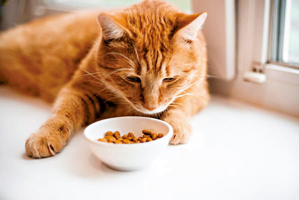 Health 3col gtStriped orange cat eats a dry feed lay on windowsill. well fed red cat lies and rests 1200x800