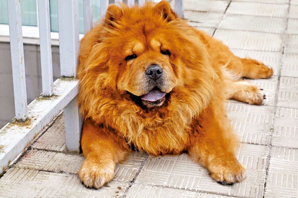 (網上圖片)