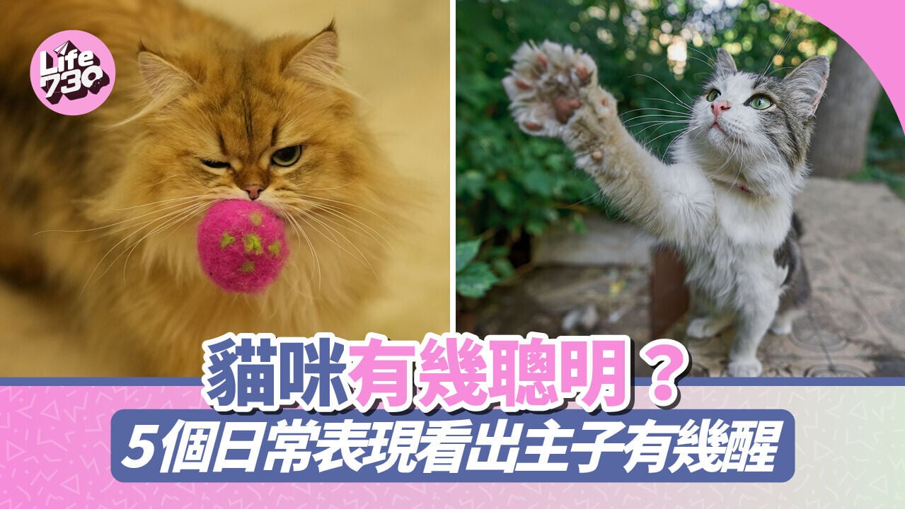 貓咪有幾聰明？5個日常表現看出主子有幾醒