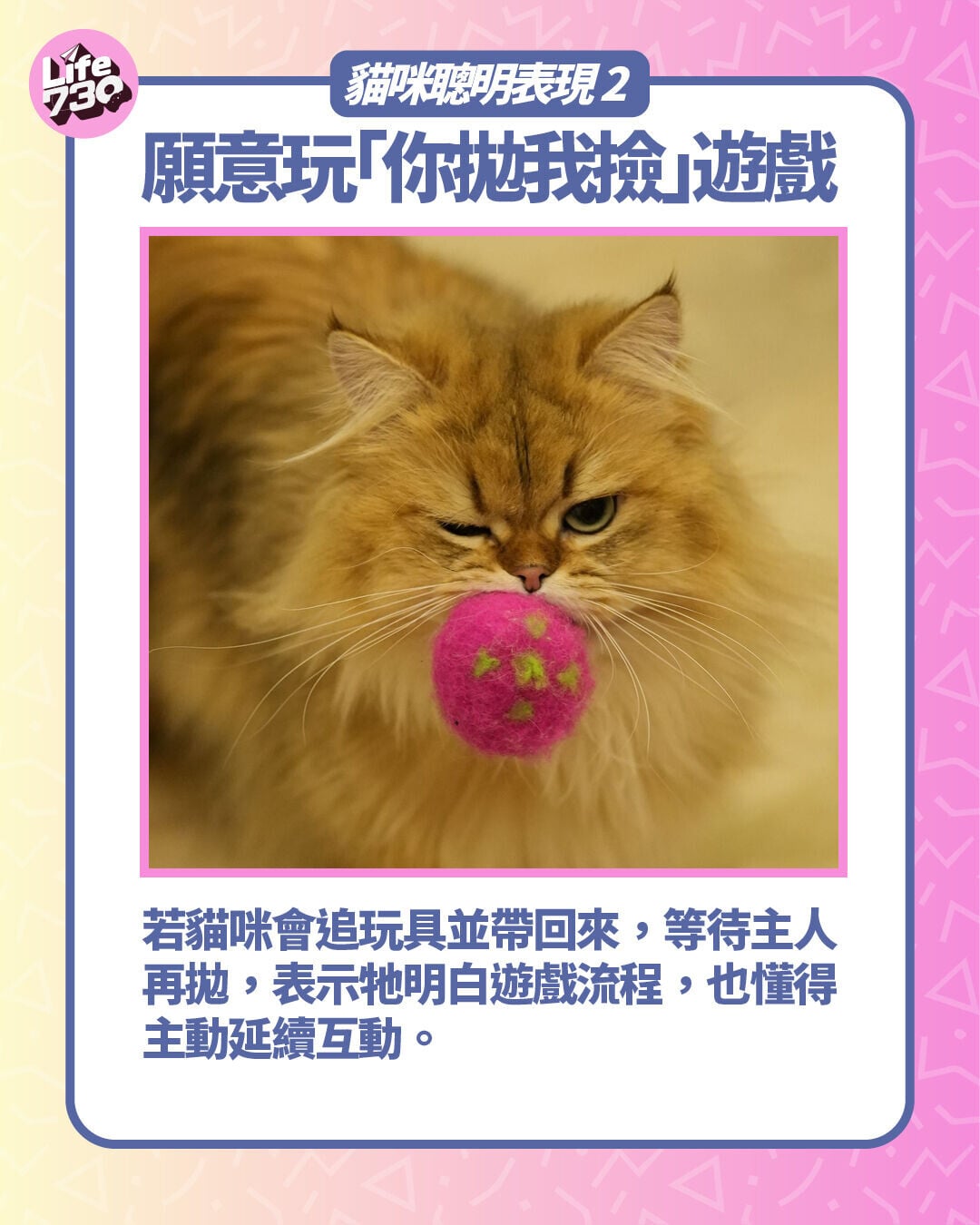 貓咪聰明表現2. 願意玩「你拋我撿」遊戲