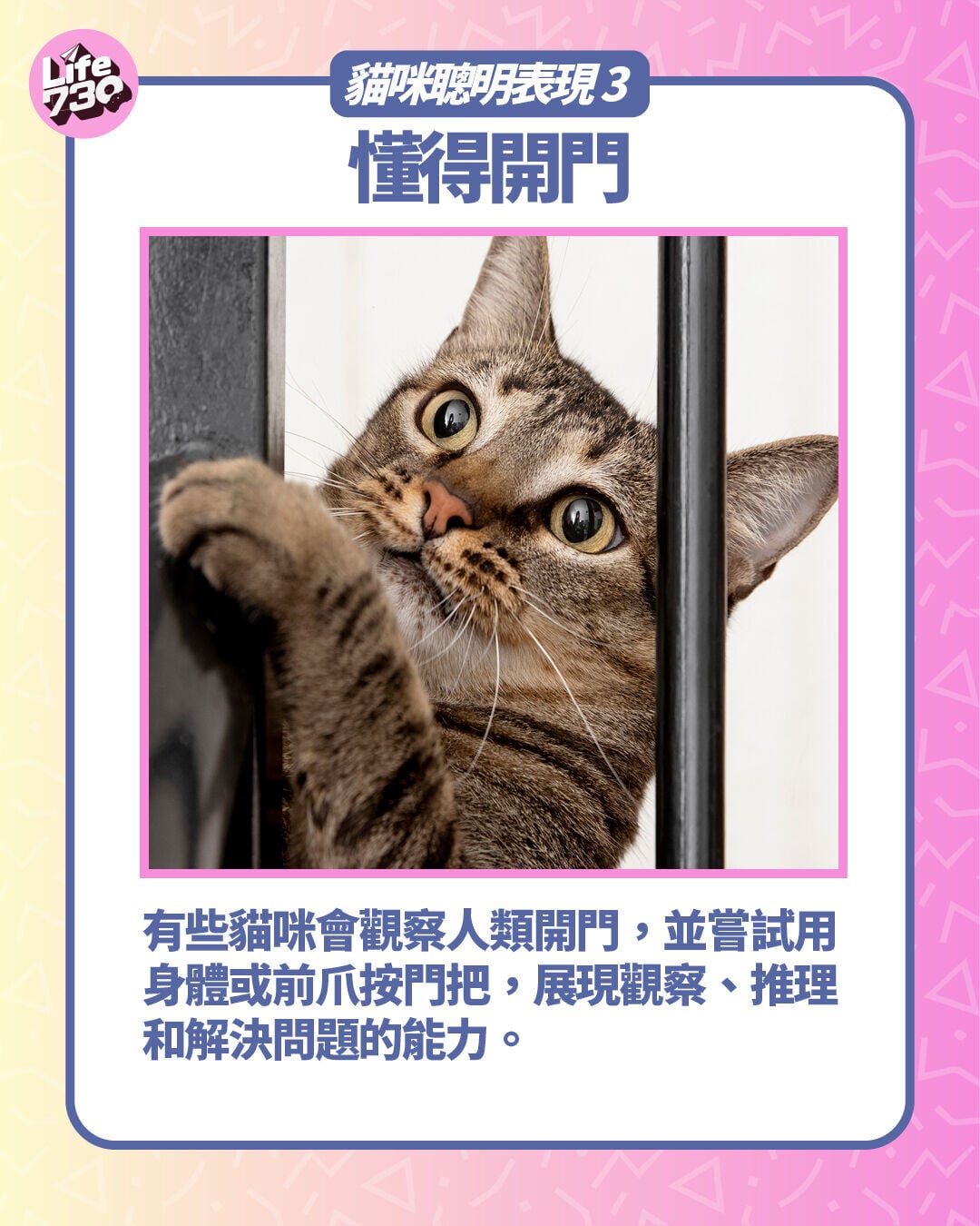 貓咪聰明表現3. 懂得開門