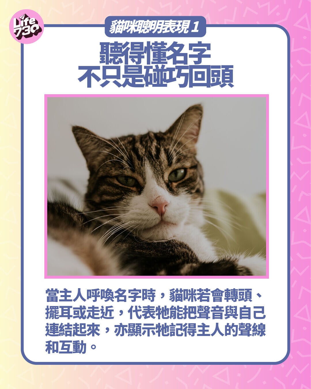 貓咪聰明表現1. 聽得懂名字,不只是碰巧回頭