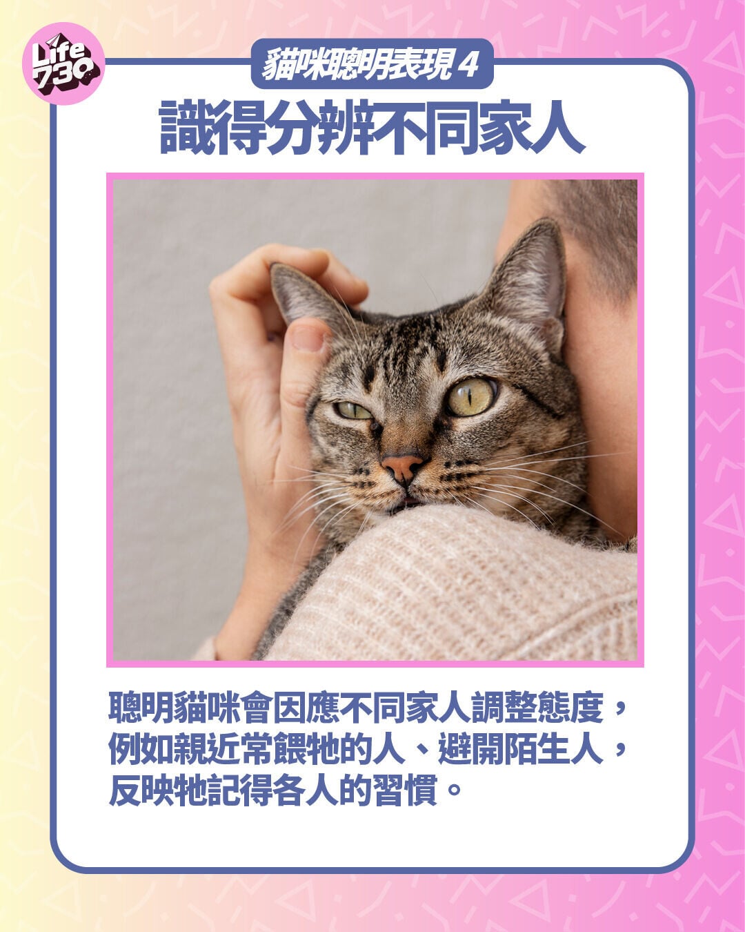 貓咪聰明表現4. 識得分辨不同家人