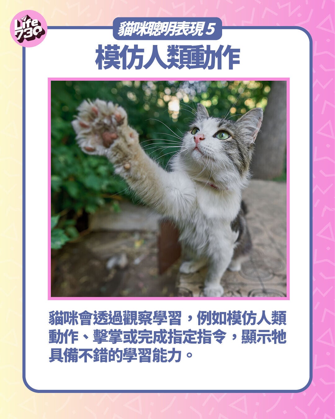 貓咪聰明表現5. 會模仿人類動作