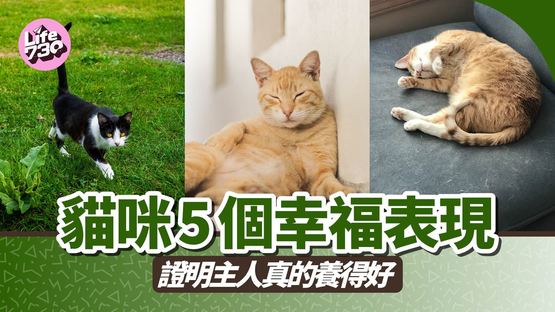 貓咪5個幸福表現 證明主人真的養得好