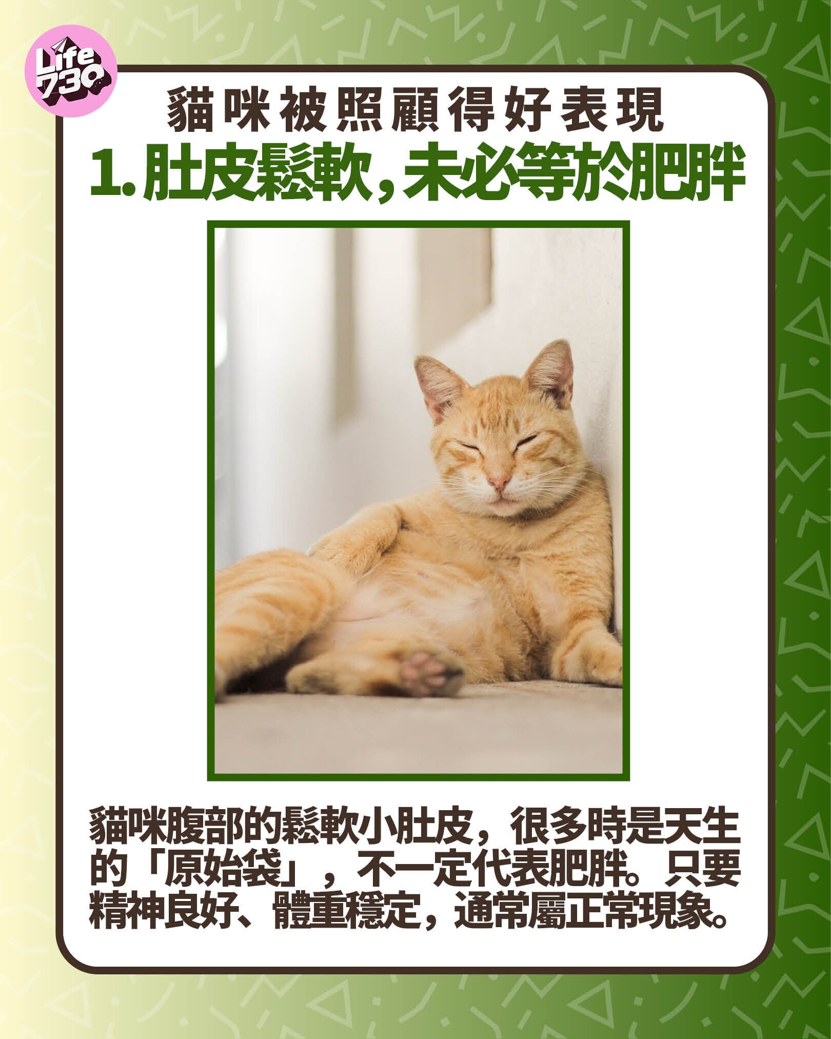 貓咪被照顧得好表現1. 肚皮鬆軟,未必等於肥胖