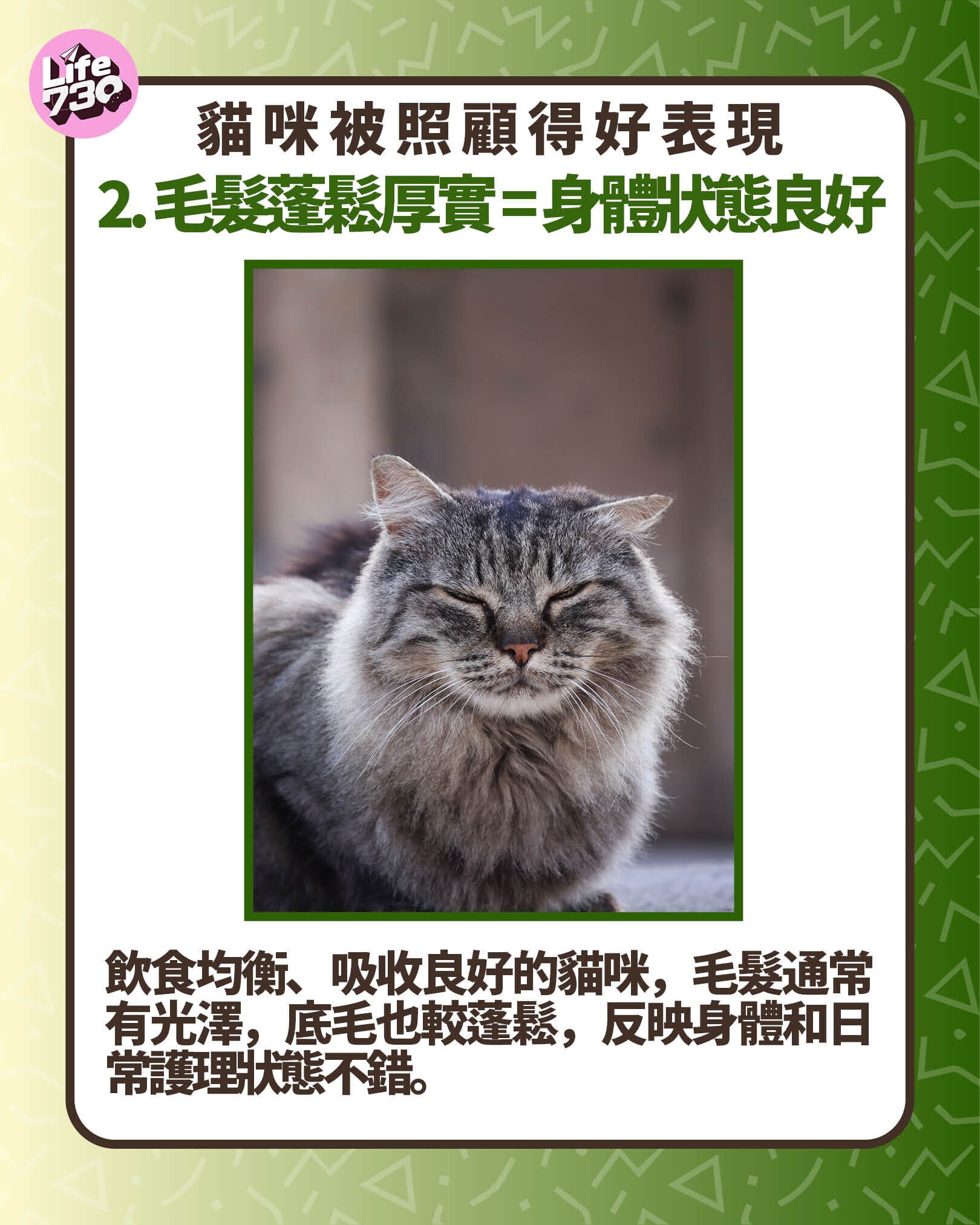 貓咪被照顧得好表現2. 毛髮蓬鬆厚實 = 身體狀態良好