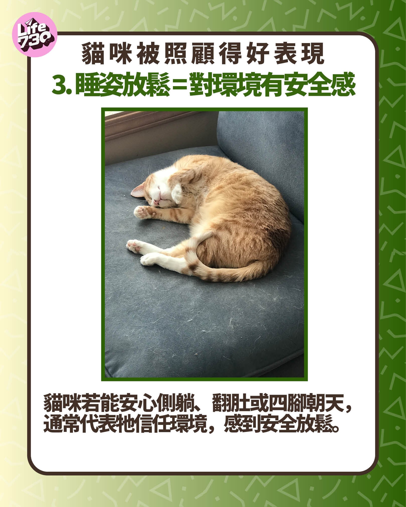 貓咪被照顧得好表現3. 睡姿放鬆 = 對環境有安全感
