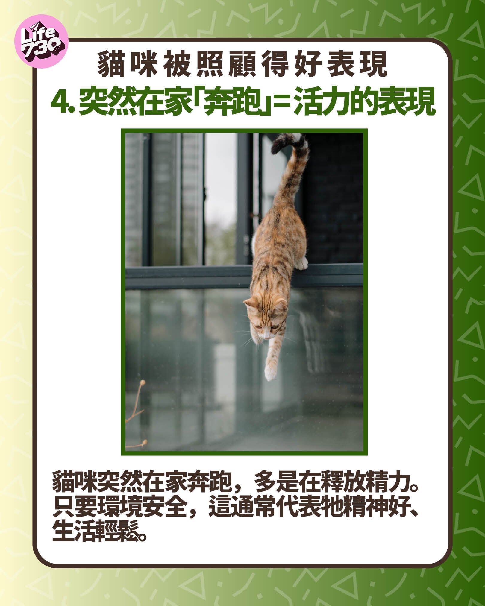 貓咪被照顧得好表現4. 突然在家「奔跑」= 活力的表現