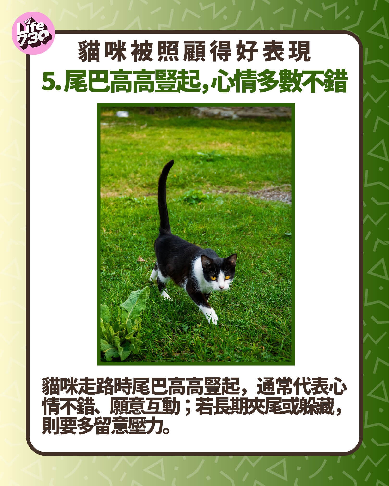 貓咪被照顧得好表現5. 尾巴高高豎起 = 心情不錯
