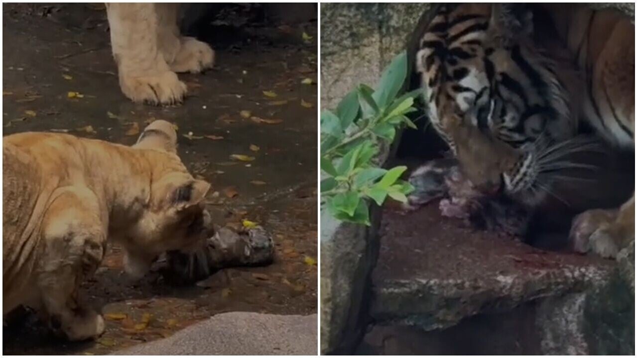 佛山新生虎B誤墮獅群遭狂舔嚇煞遊客，園方：幫忙湊仔。(微博)
